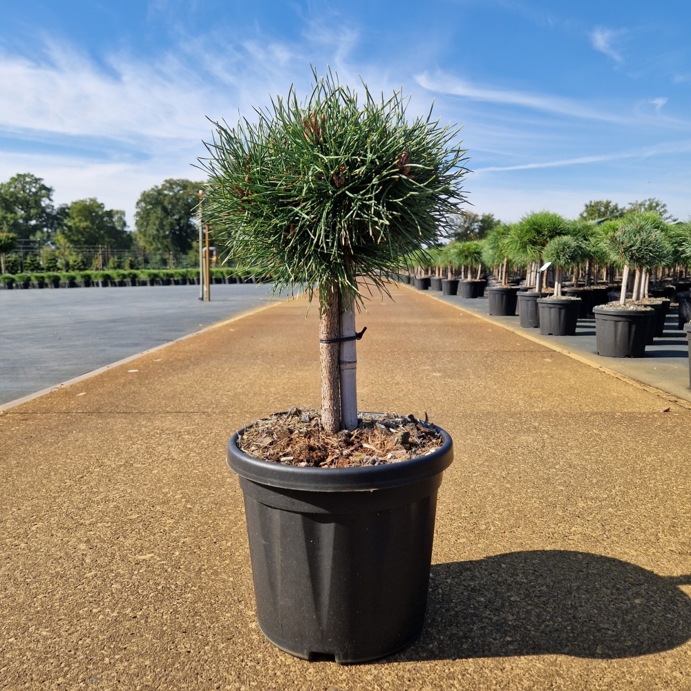 Pinus sylvestris 'Martham', D 24 cm