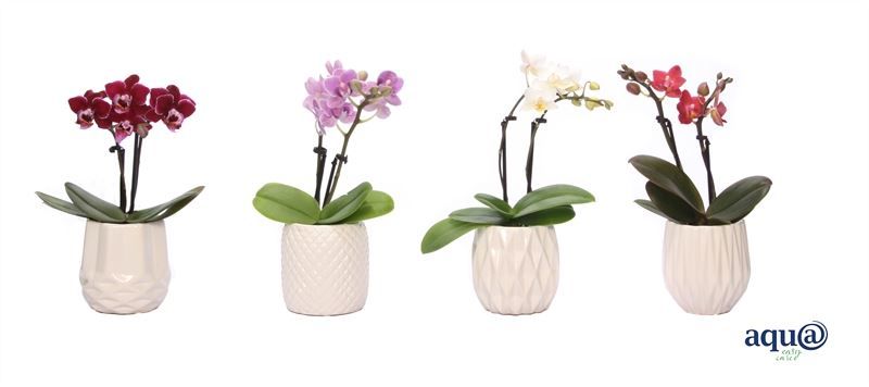 Dolomite p06 White Phal Tiny Dolls mix 2T10+ Aqu@, D 6