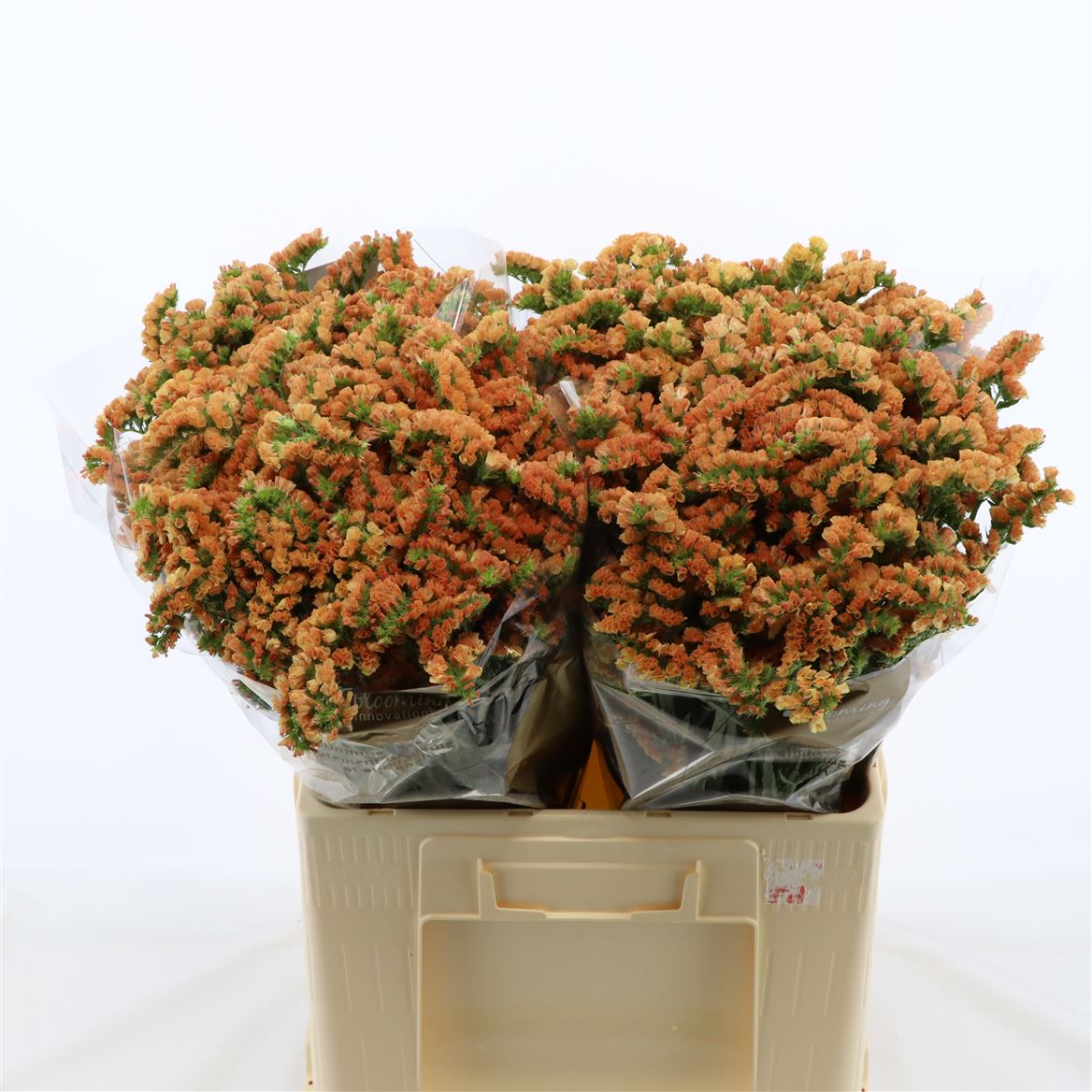 Статица Роял Оранж 60, шт.