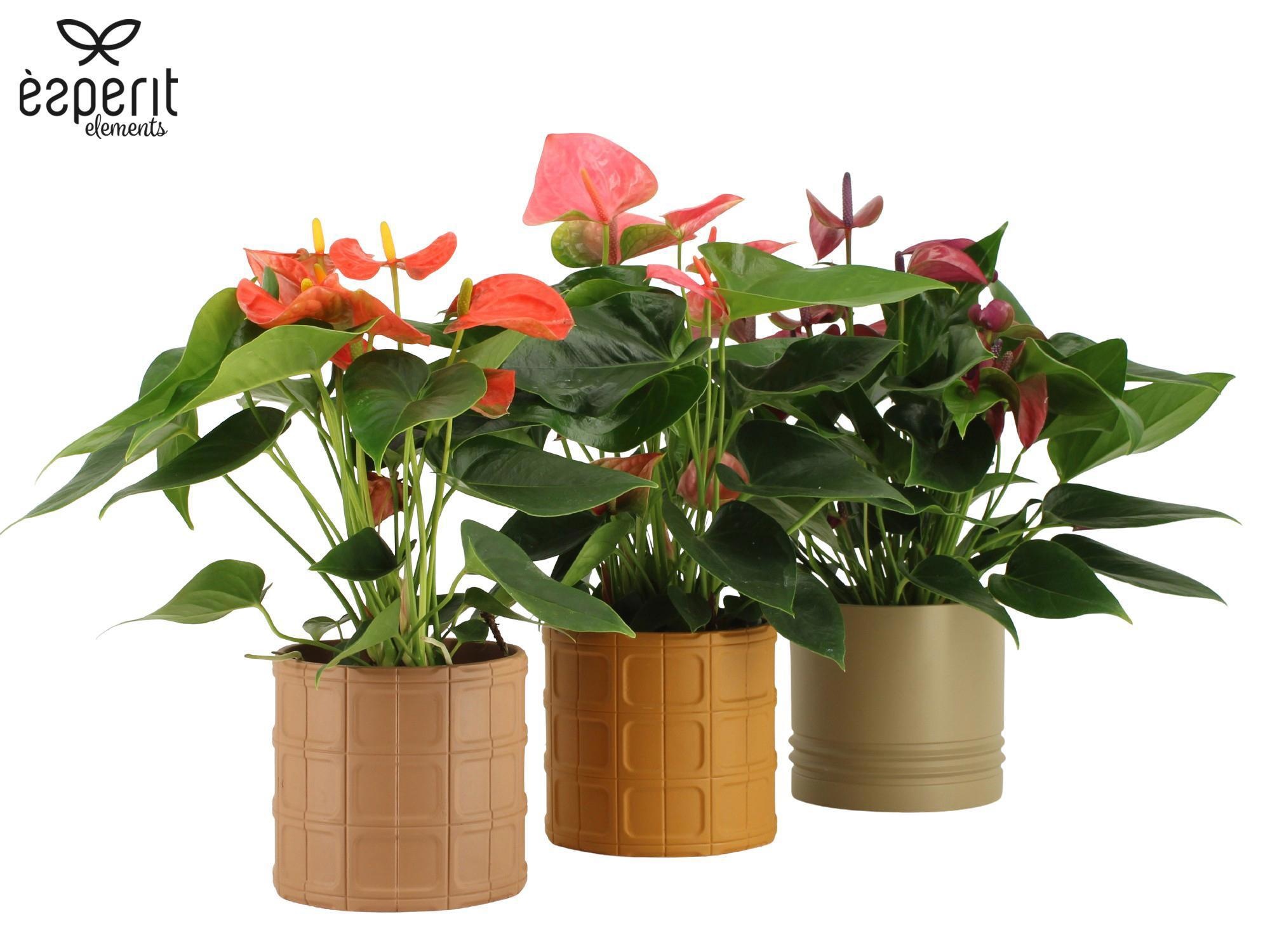 7504489: Solutionss Recreate, D 12