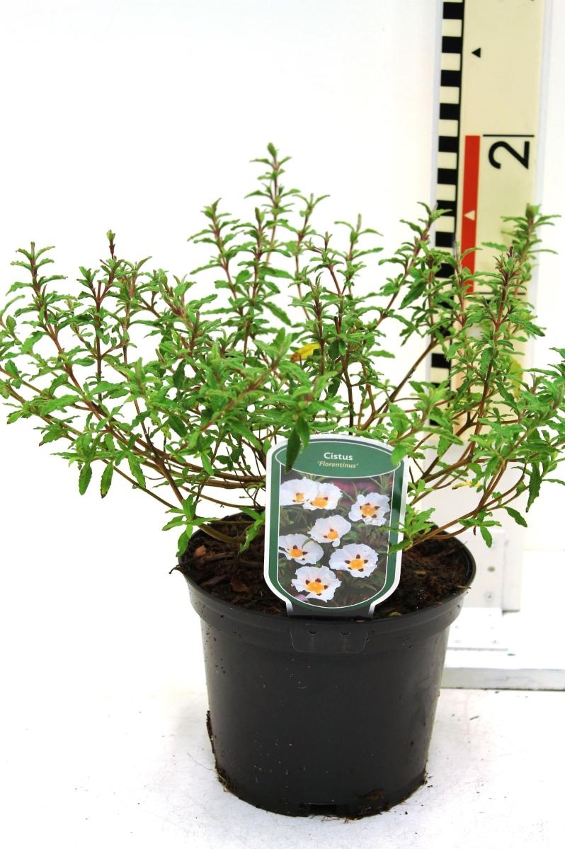 Cistus florentinus, D 17