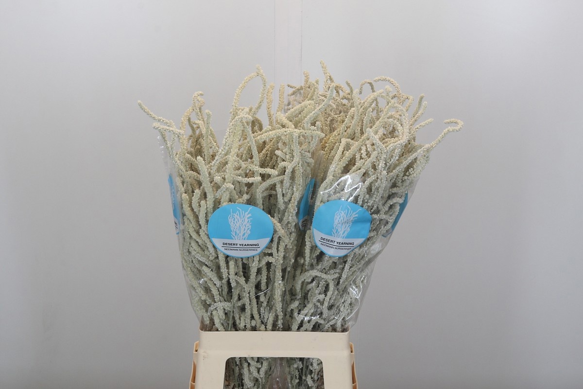 Амарантус Ярминг Десерт 70, шт.