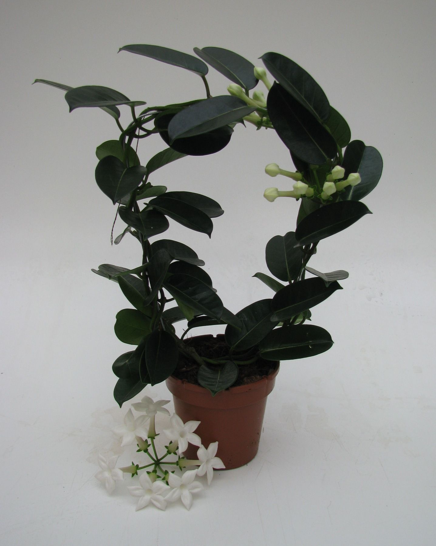 Stephanotis Fleur Parfum 1-2 geurend, D 12 cm