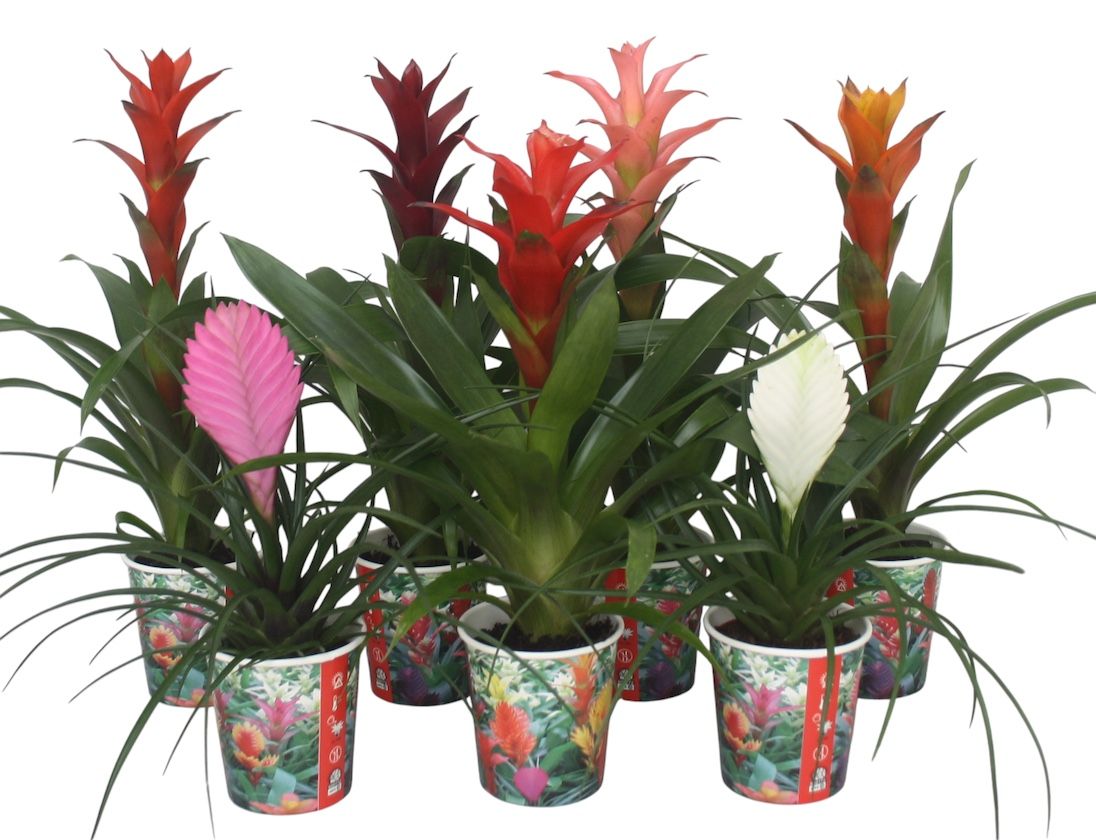 Bromelia gemengd in smartcup., D 10