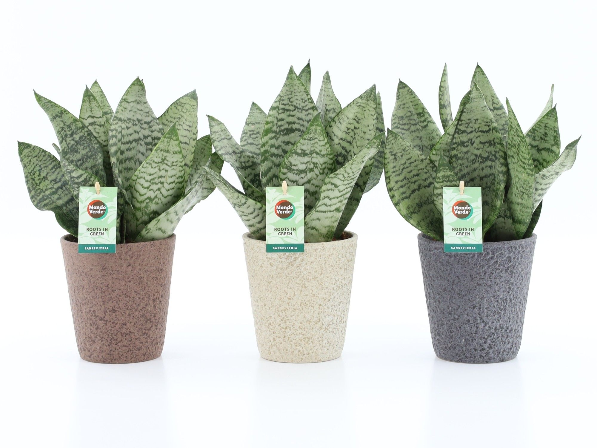 Sansevieria Black Coral in Nature keramiek, D 13