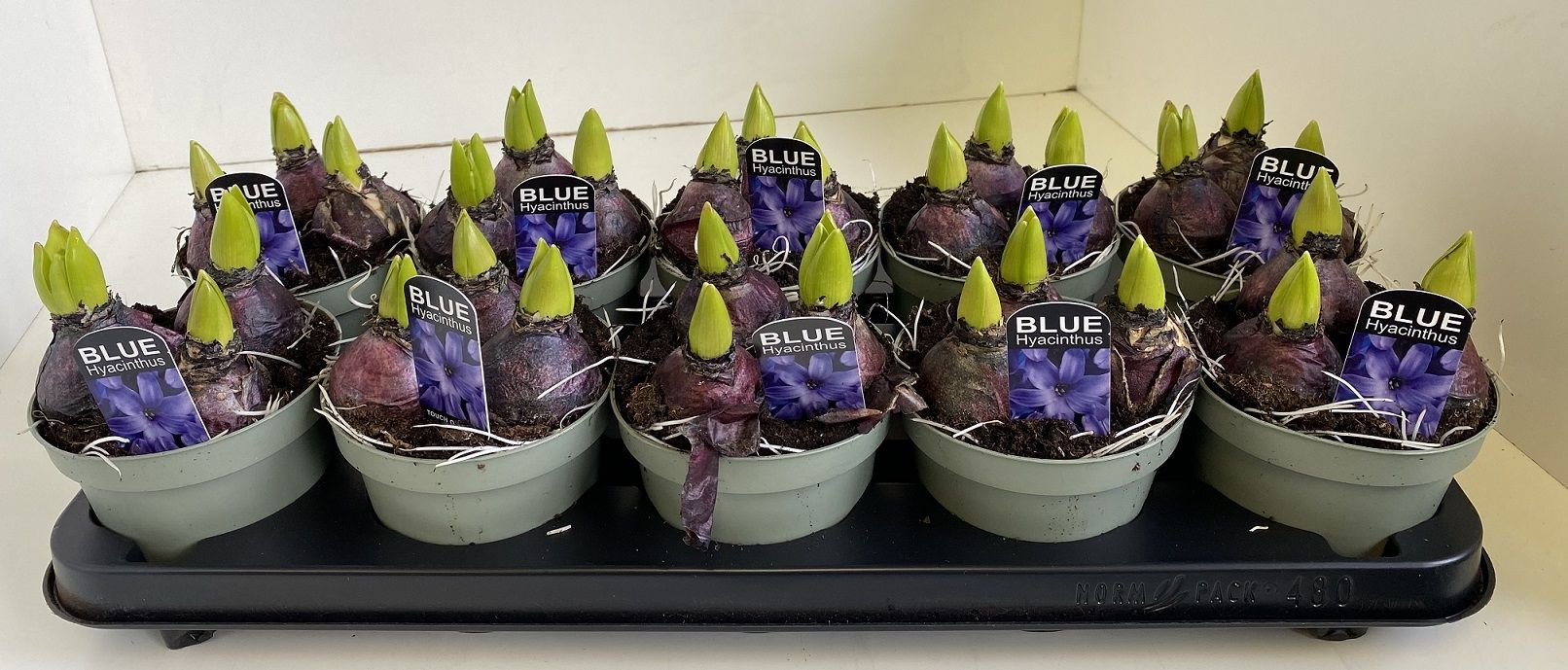 12 cm Hyacint Blue Pearl in olijfgroene pot, D 12