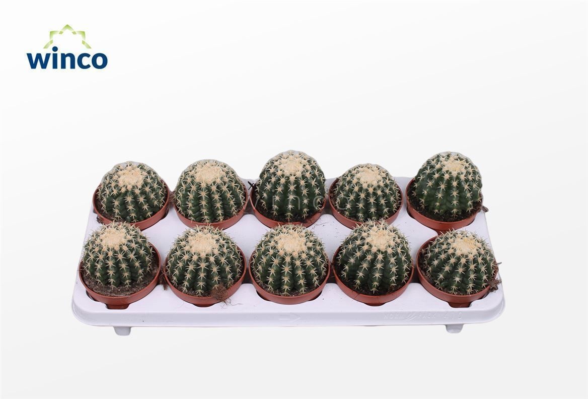 Echinocactus Brevispina, D 10,5 cm