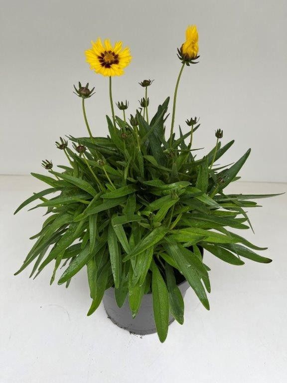 Coreopsis Hybrid, geel, D 19