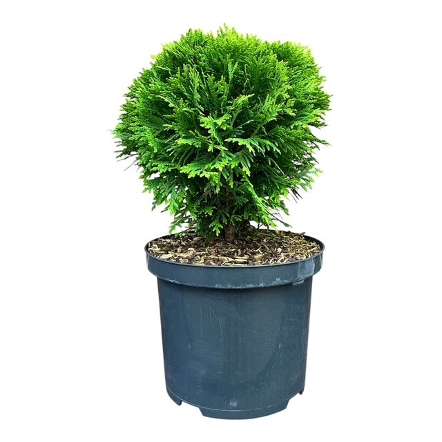 Thuja o. 'Danica', D 23