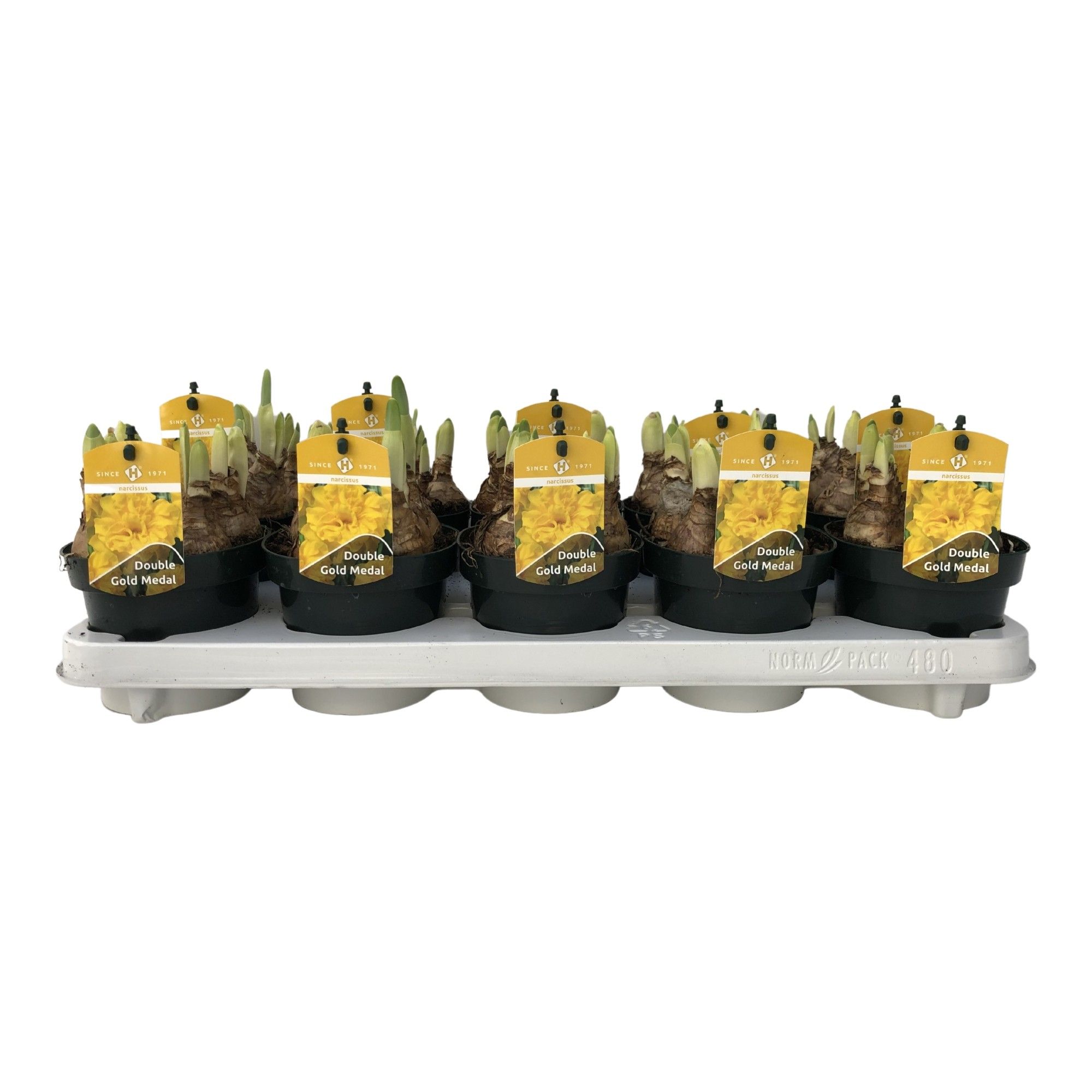 Narcissus Double Gold Medal grootbloemig, D 12