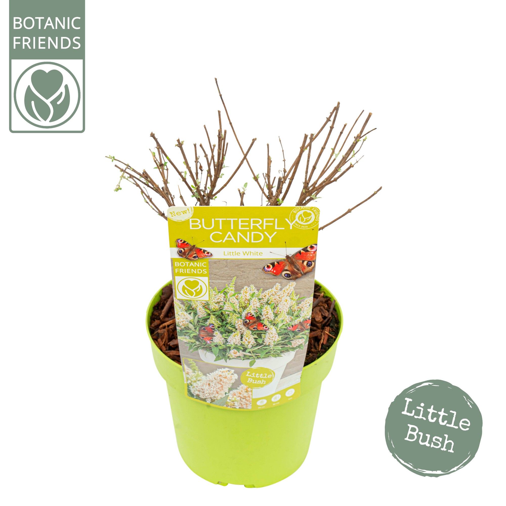 Buddleja Butterfly Candy 'Little White'®, D 19