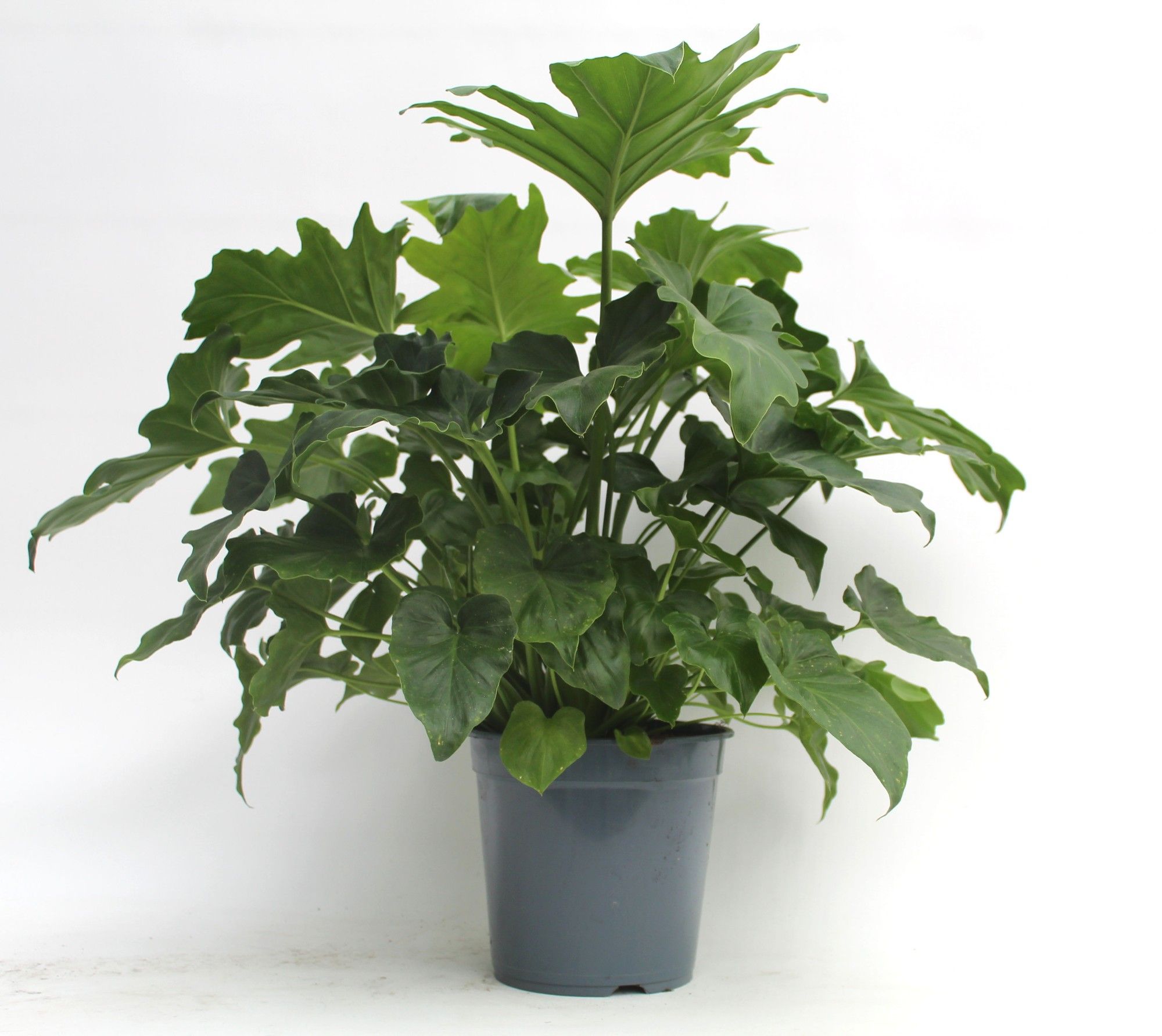 Philodendron Selloum, D 21