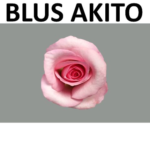 Роза од. Блашин Акито 50, шт.