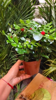 Муррайя с исскуств. Ягодами 14 15 26