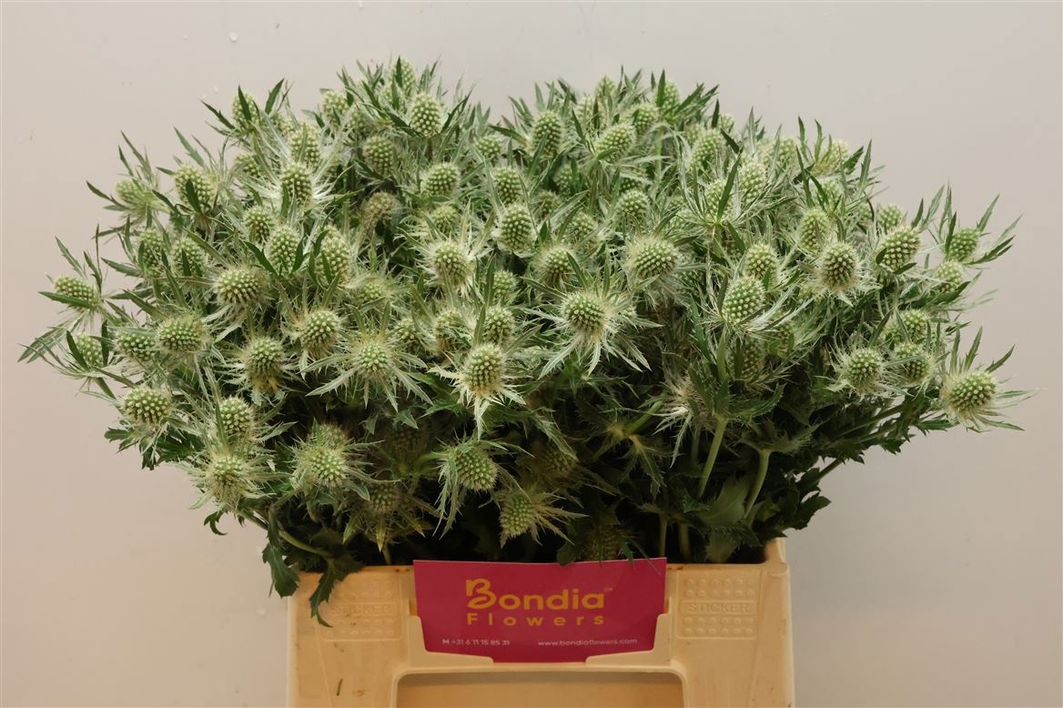 Эрингиум Мэджикал Вайт Лагун 40, шт.