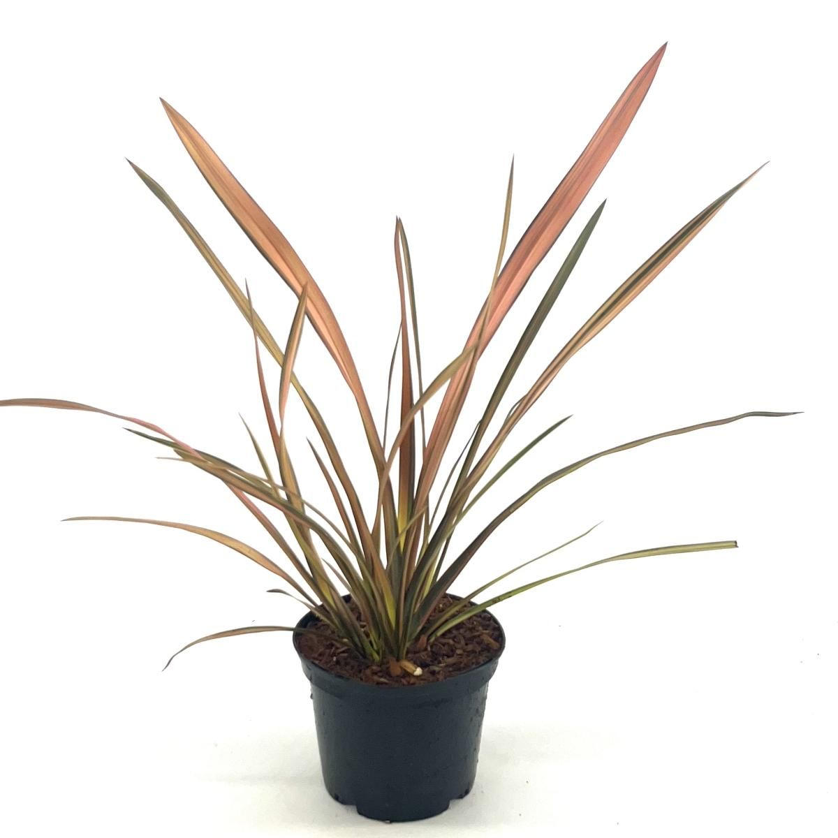 Phormium 'Flamingo', D 17