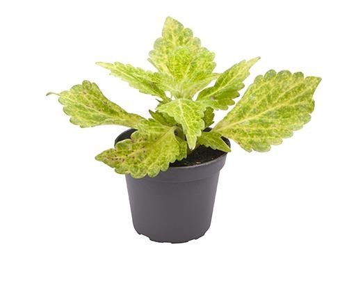 COLEUS BLUMEI-HYBRID 'M.ST. RIVER WALK', D 6