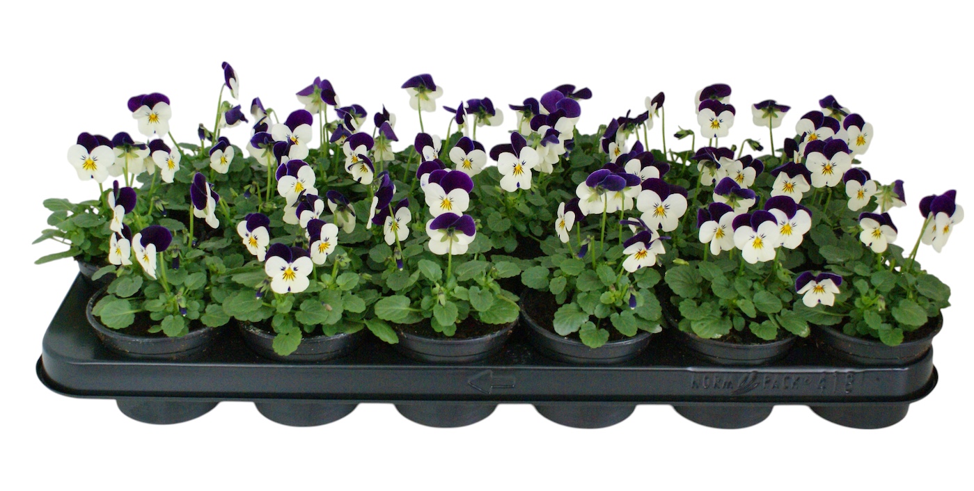 Viool corr wit paarse vlag p9, D 9