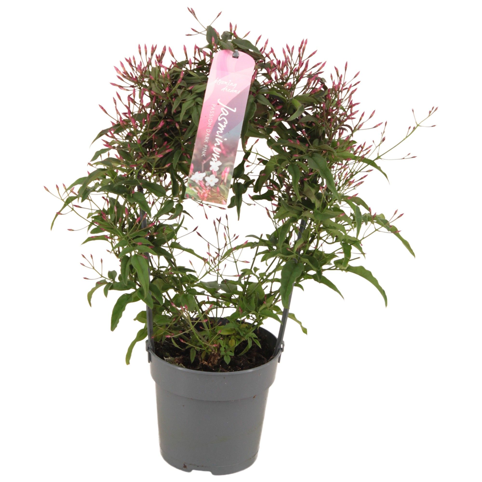 Jasminum Passion Dark Pink boog 200 knop p12 (Jasmijn), D 12