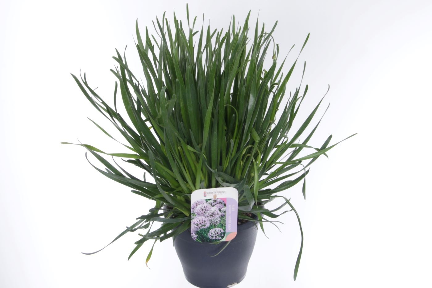 Allium senescens Summer Beauty, D 23