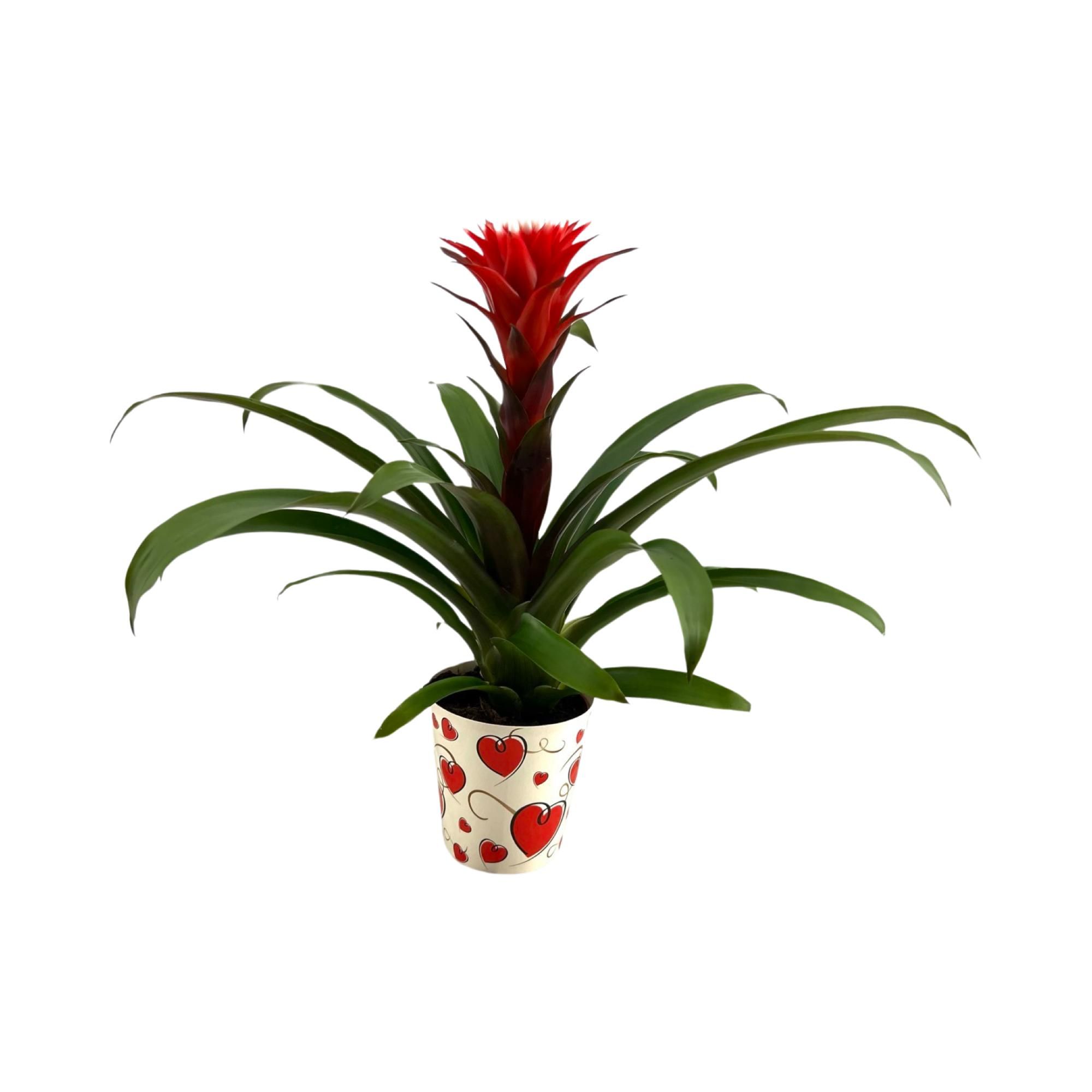 Guzmania Hope in Hartencover, D 13