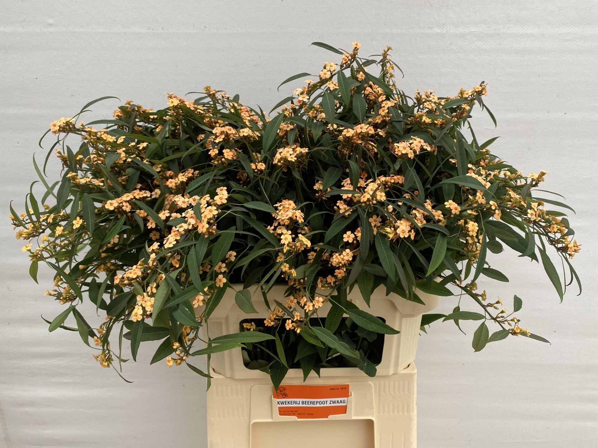 Эуфорбия куст. Салмонетт 80, шт.