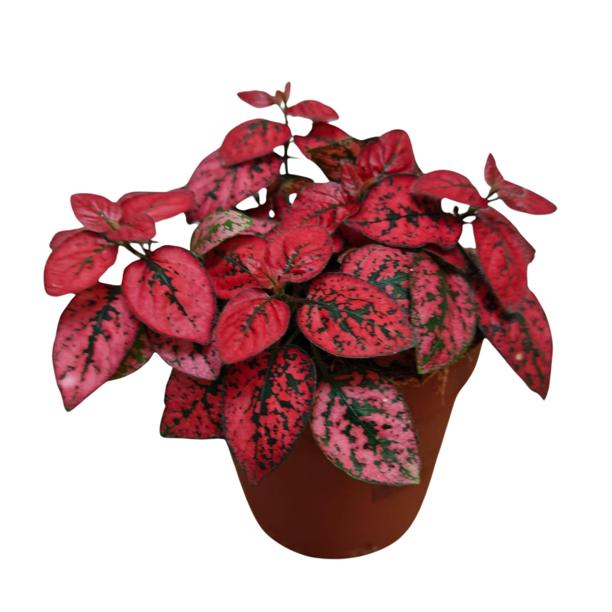 Hypoestes "Red" P9, D 9