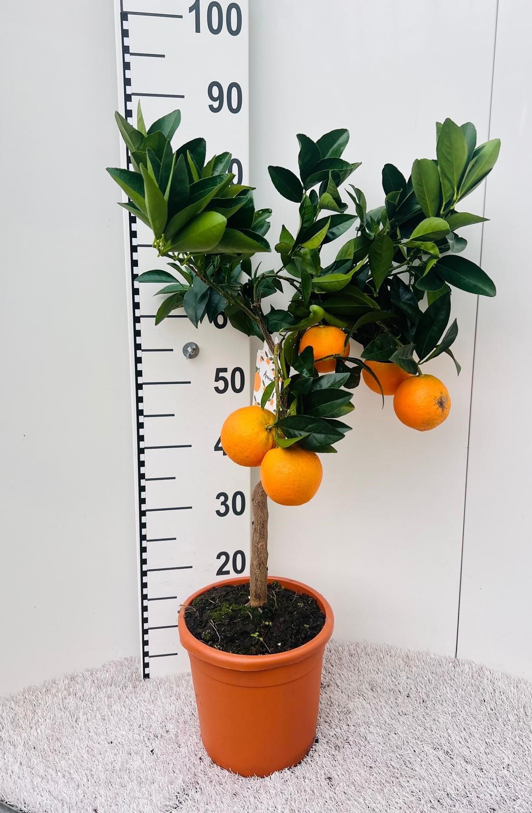 Citrus sinensis Arancia on stem, D 21