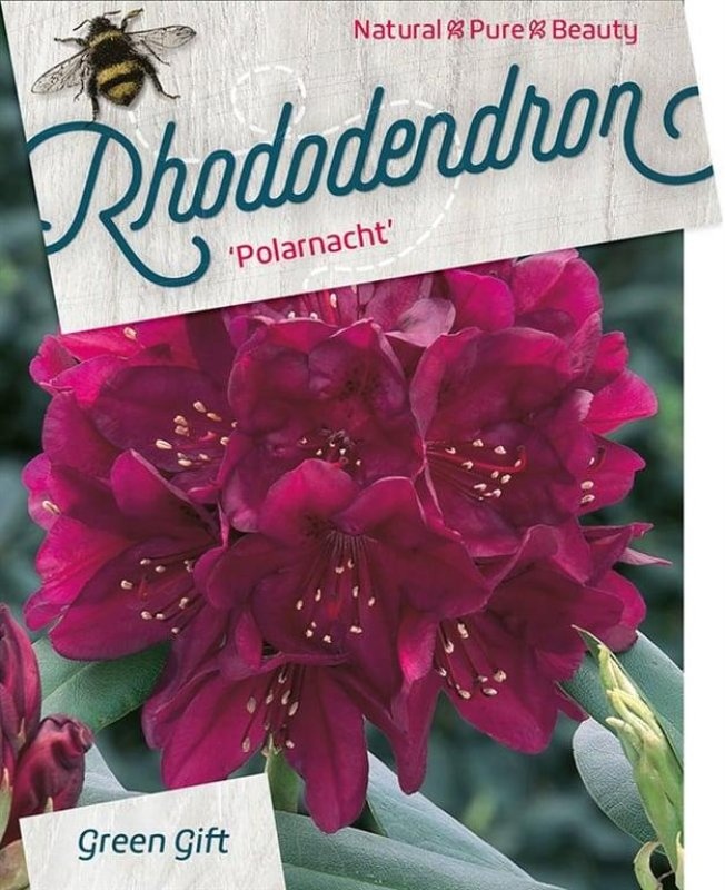 Rhododendron (P) 'Polarnacht', D 40