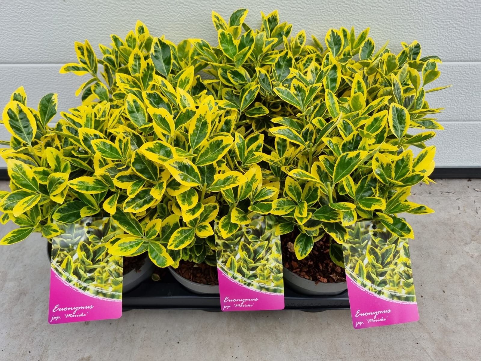 Euonymus jap. Marieke, D 17
