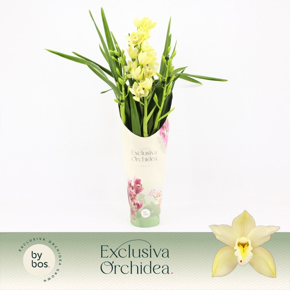 Cymbidium, Paddy 3-spike P14 'Exclusiva Orchidea' Potcover, D 14 cm