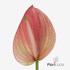 Антуриум Мареа x16, шт. Антуриум Мареа x16, шт.