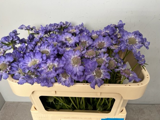 Скабиоза Стафа 60, шт.