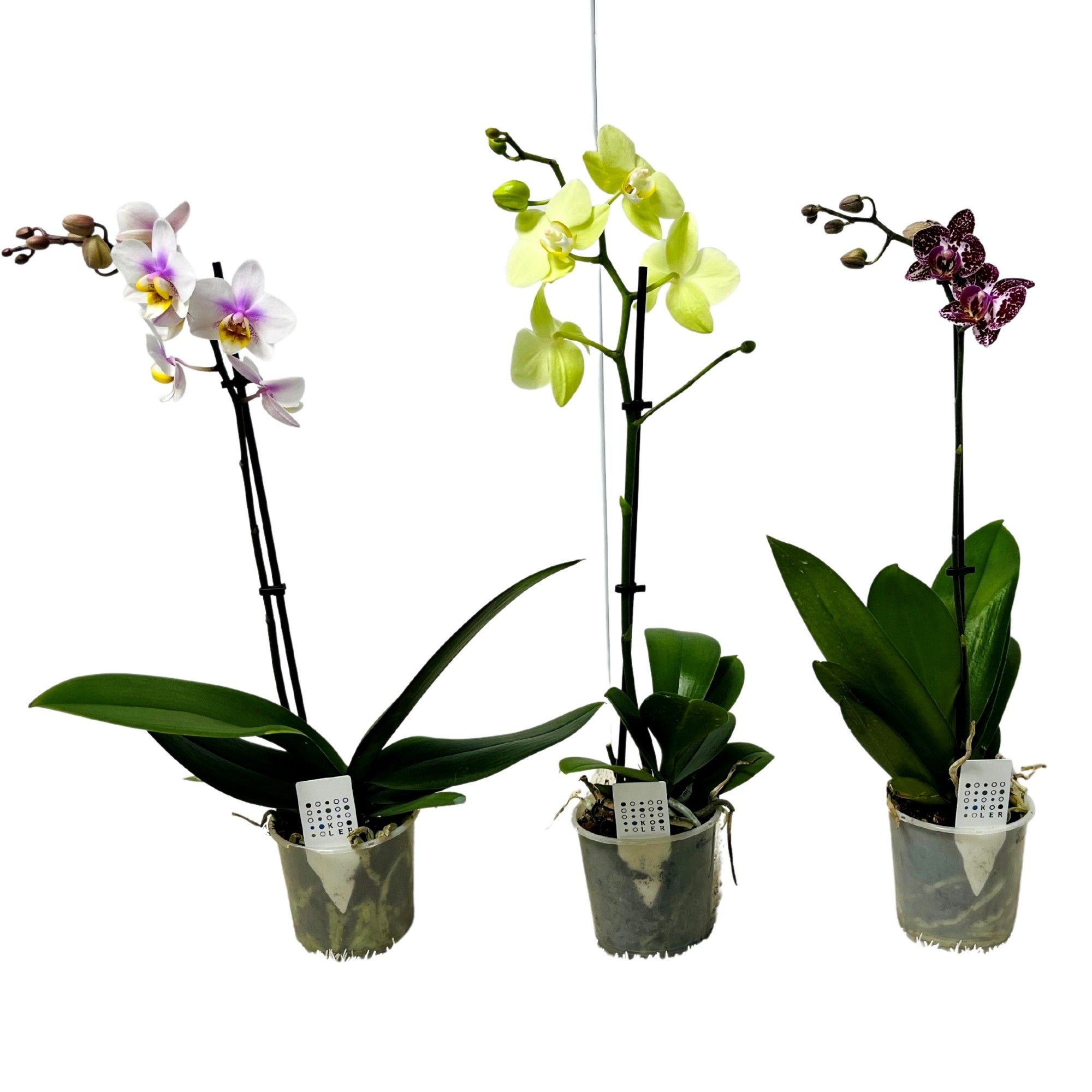 Phalaenopsis gemengd (1 tak), D 9