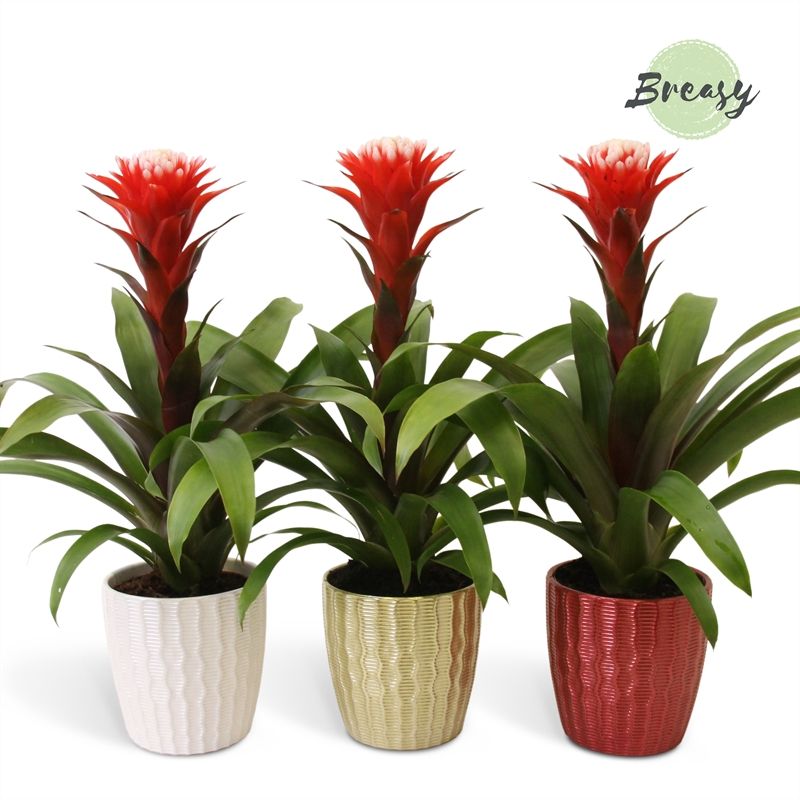 Guzmania Rockyflower Hope - 13cm in Xmas Ivy | Mimesis, D 12