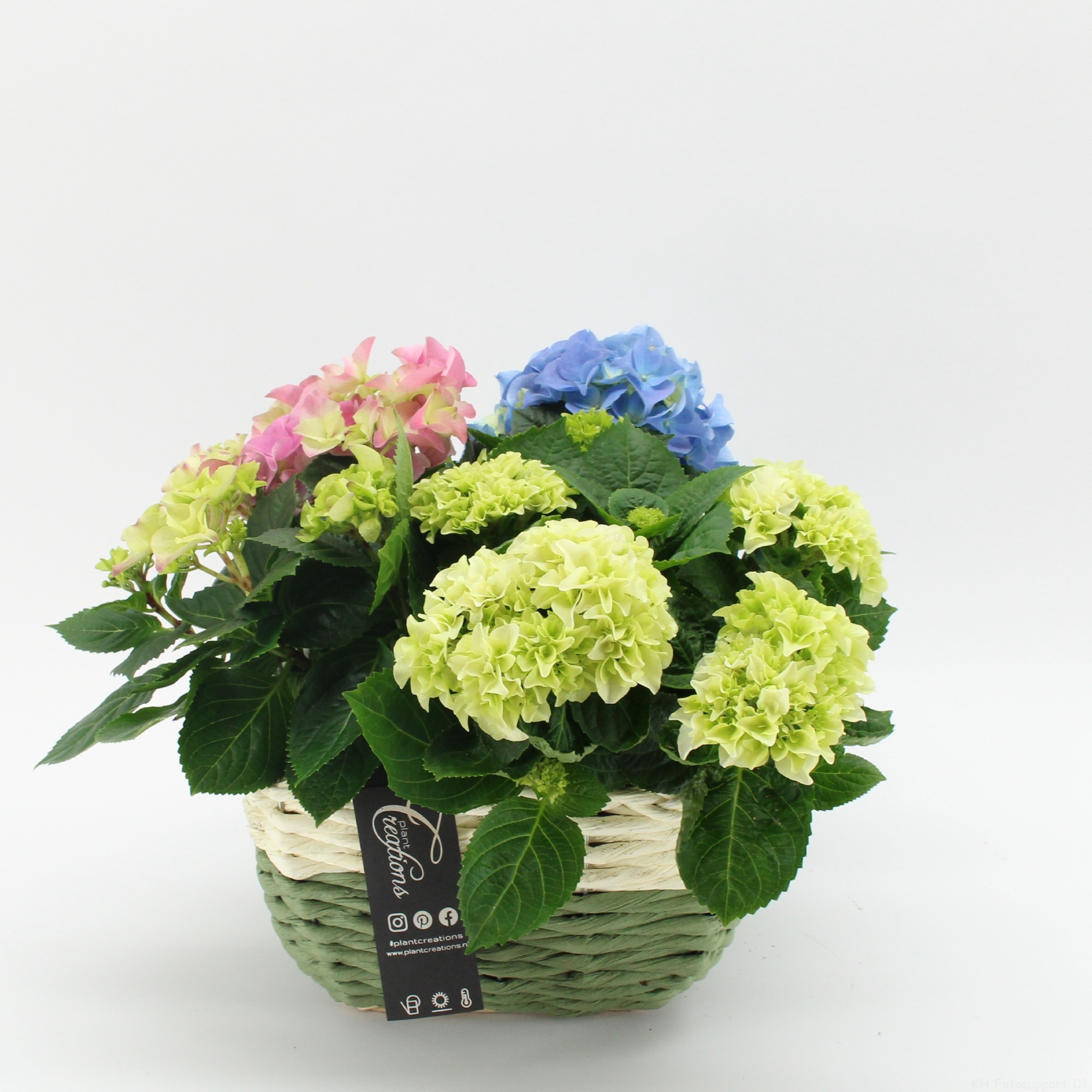 KHCR-2620 Hydrangea creatie, D 21