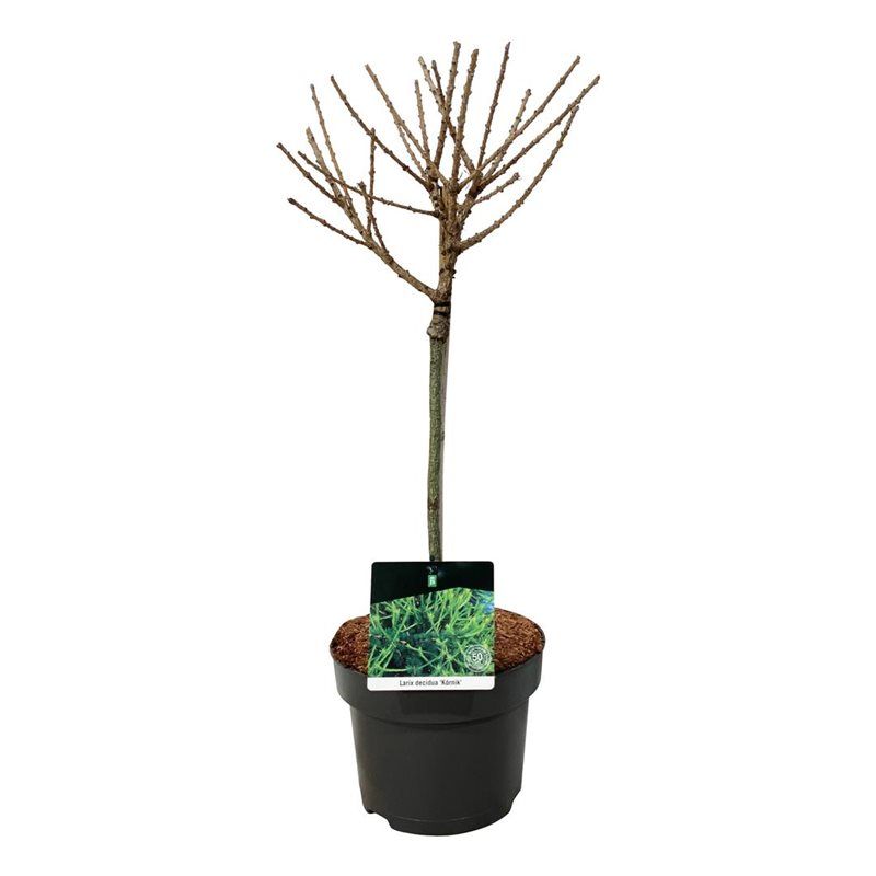 Larix decidua 'Kórnik', D 23 cm