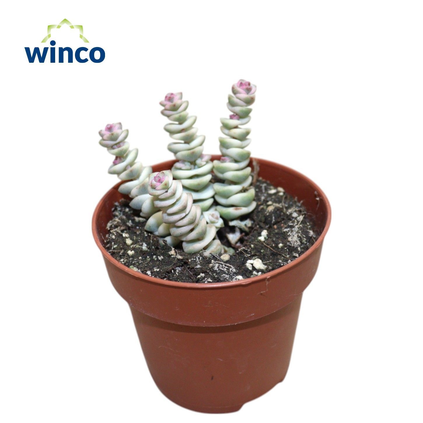 Crassula Marneriana Variagata, D 8,5