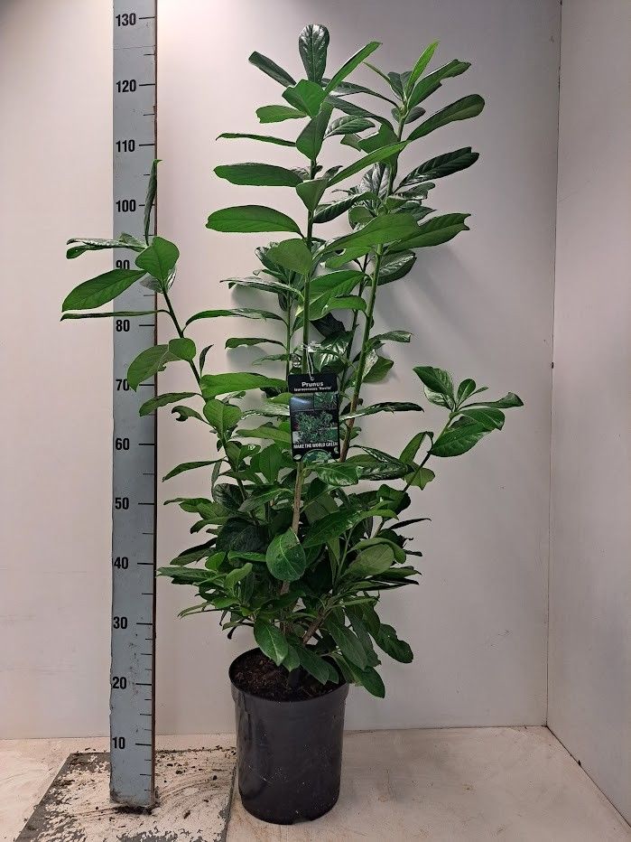 Prunus laurocerasus 'Novita' C7, D 27