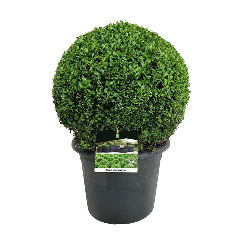 Buxus sempervirens, D 30