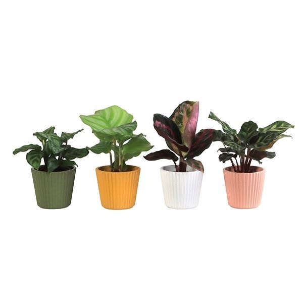 L 65911 with Calathea Mix 6 cm, D 6 cm L 65911 with Calathea Mix 6 cm, D 6 cm