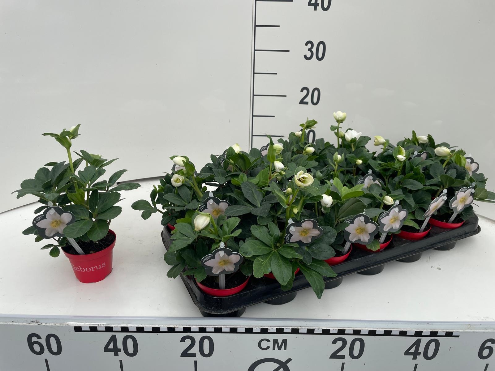 Helleborus niger 'Christmas Carol' rode pot - MET foto-etiket, D 8 cm Helleborus niger 'Christmas Carol' rode pot - MET foto-etiket, D 8 cm