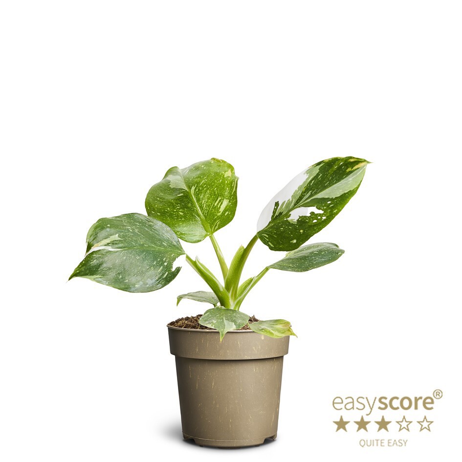 PHILODENDRON ERUBESCENS 'White Wizzard', D 11 cm