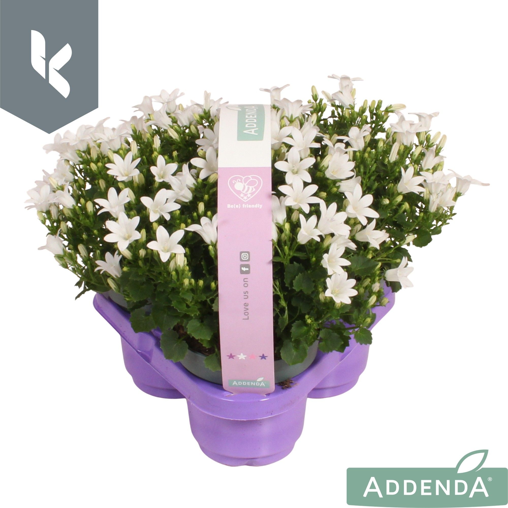 Campanula Ambella Intense White in 3-pack, D 10,5