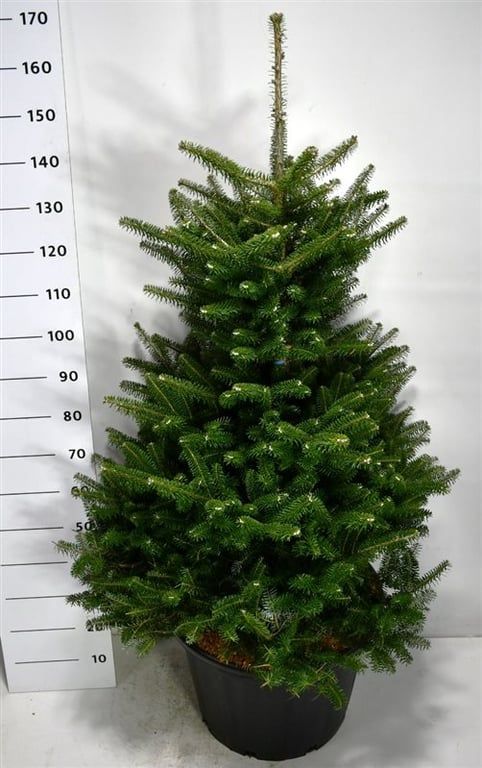Abies koreana, D 54