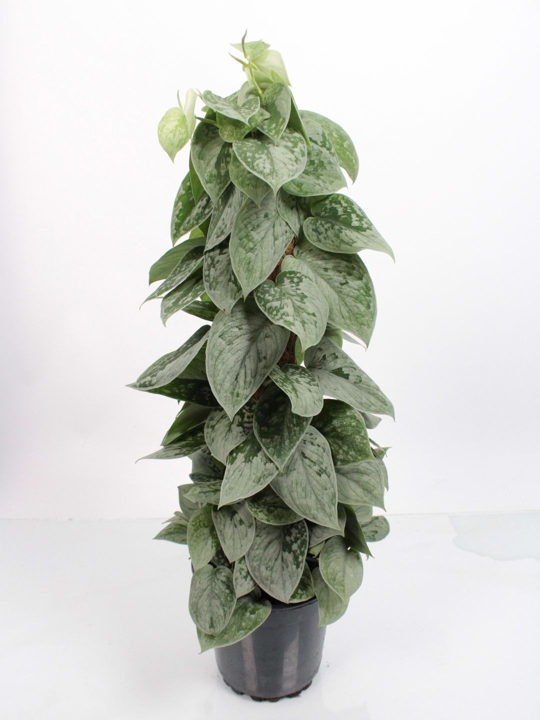 Scindapsus Silvery Ann mosstok, D 17