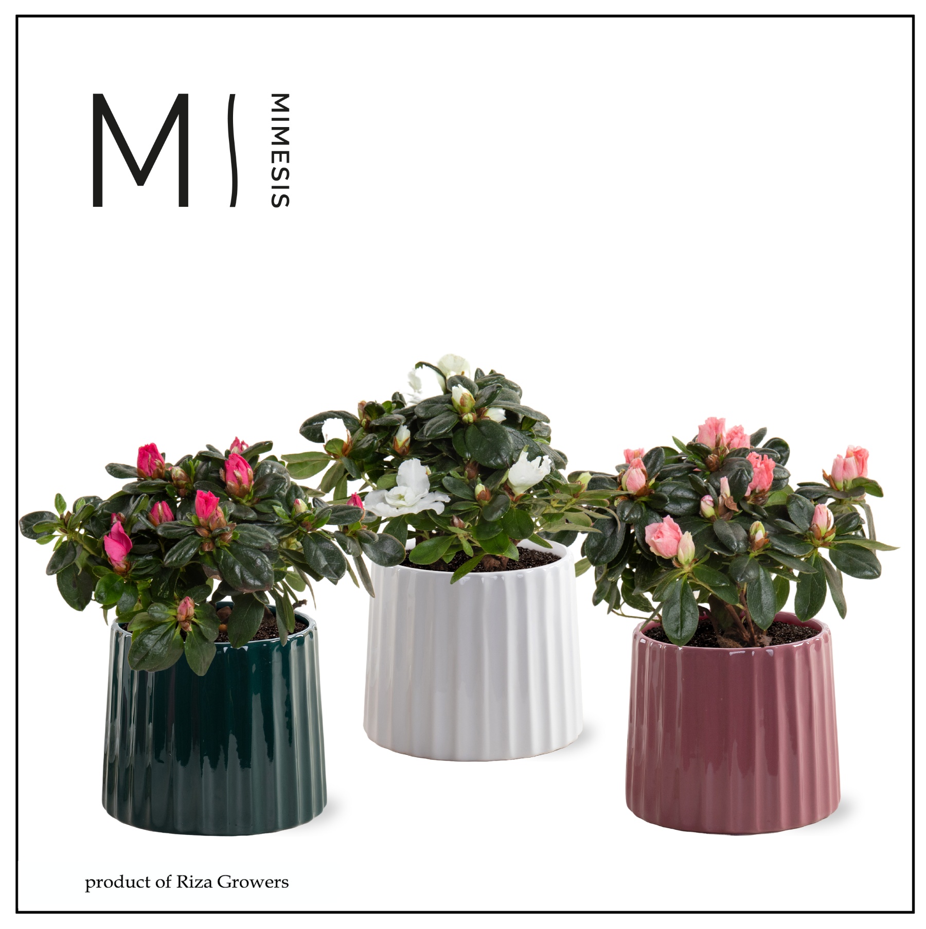 Azalea Mix - 9 cm in Sophia - Luxury World, D 9