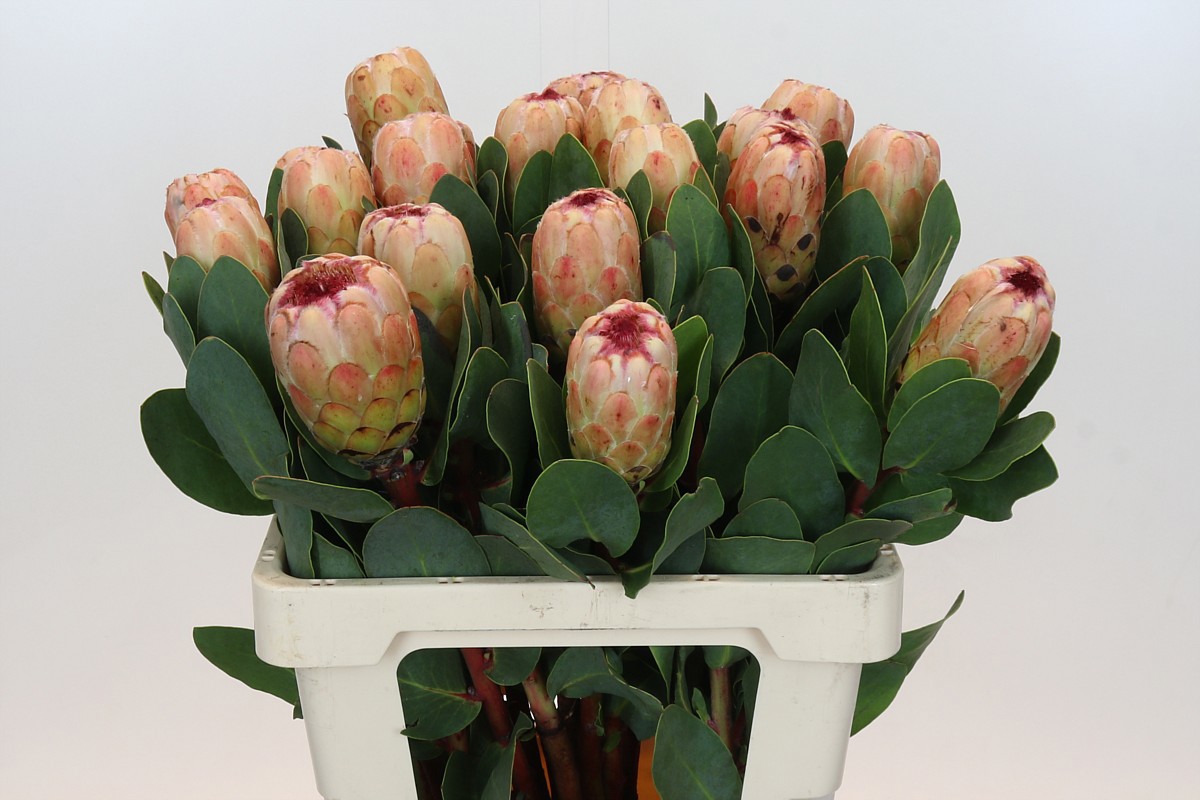 Протея Грандиколор 60, шт.