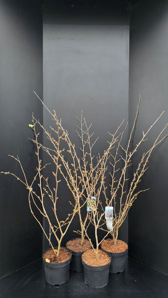 Hamamelis intermedia in Soorten, D 29