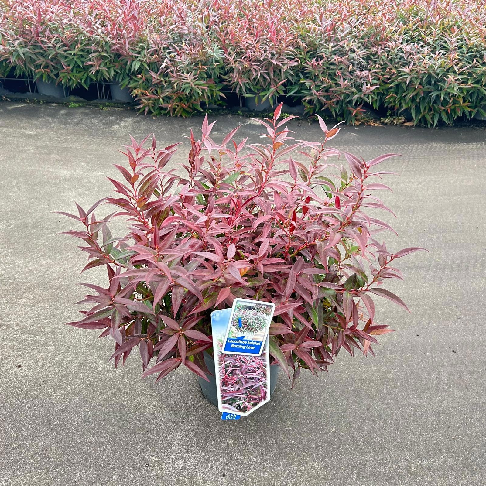 Leucothoë keiskei 'Burning Love', D 23 cm